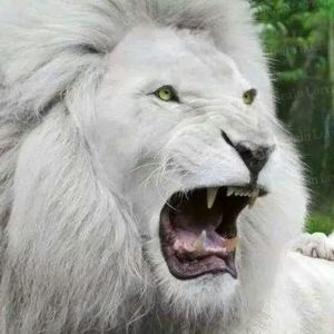 Meet your Posher, Lee